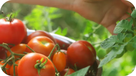 tomate page filière