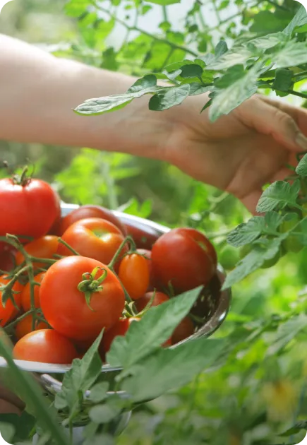tomate